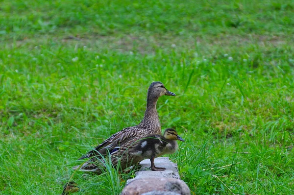 緑の草の間の石の上に母親のアヒルとダックル — ストック写真