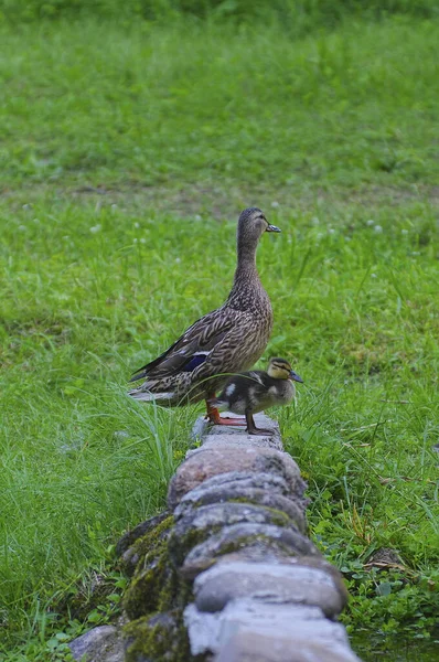 Entlein Mit Entenmutter Steht Auf Den Steinen Grünen Gras — Stockfoto