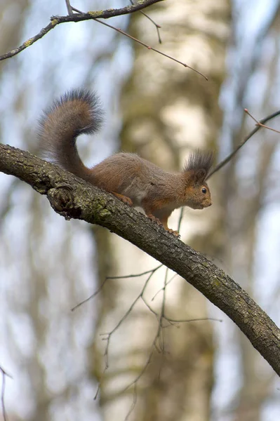 squirre with dark winter coat on a tree branch without leaves in early spring