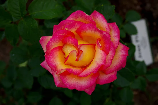 Giardino Rose Del Palazzo Rundale — Foto Stock