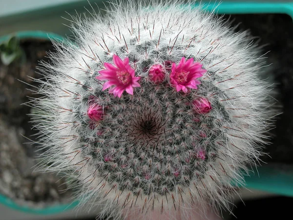 Dikenli Pembe Kaktüs Çiçeği — Stok fotoğraf