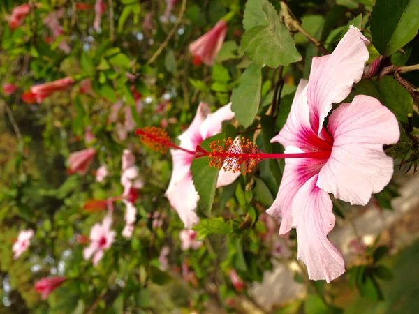 Grandes Fleurs Aux Couleurs Vives Hibiscus Sur Arbre — Photo