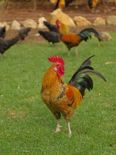 isolated rooster in the garden among the green grass