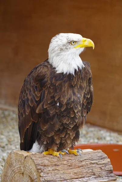Aquila Calva Americana Salone Medievale Degli Uccelli Provin France — Foto Stock