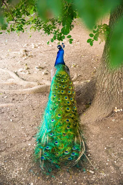 The peafowl include two Asiatic bird species the blue or Indian peafowl originally of India and Sri Lanka and the green peafowl of Myanmar, Indochina and Java and one African species the Congo peafowl