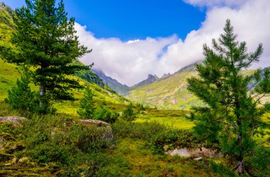 Parlak renkler pitoresk sahne Ergaki Dağları. Çam ağaçları ön plan ve yeşil çimen.