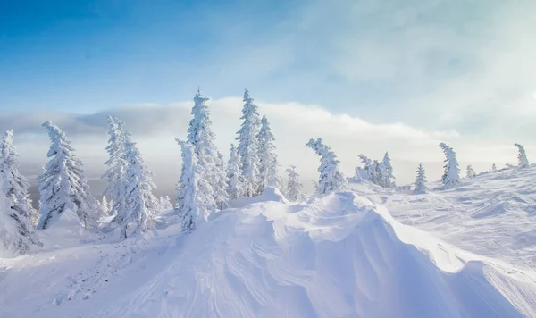 Снігові Сосни Гірському Взводі Зроблені Сильним Вітром Низькою Температурою Білою — стокове фото