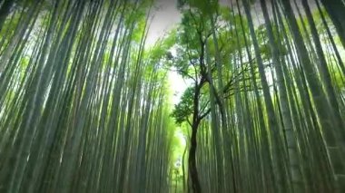 KYOTO, JAPONYA - CRCA Mayıs 2016: Bambu korusu, Japonya 'nın Kyoto, Arashiyama kentindeki bambu ormanı