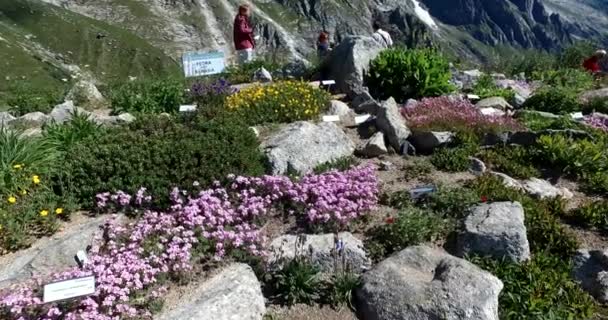 Courmayeur Srpna 2016 Botanická Zahrada Saussurea Hoře Blanc Nabízí Bohatou — Stock video