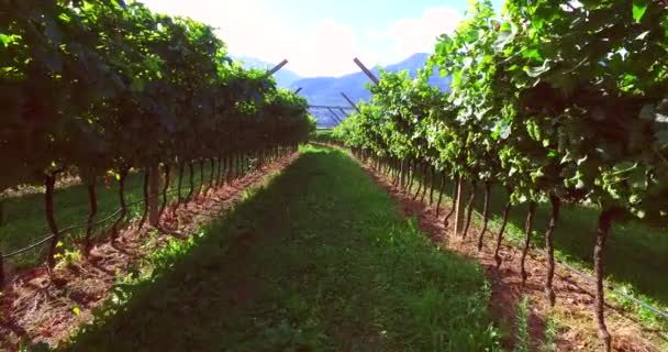 Strada Nel Vigneto Una Regione Del Prosecco Italia — Video Stock