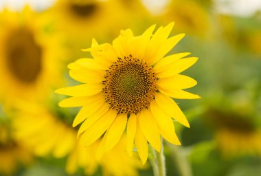 Çiçek açan ayçiçeği tarlası, gülümsemenin ve mutluluğun sembolü.