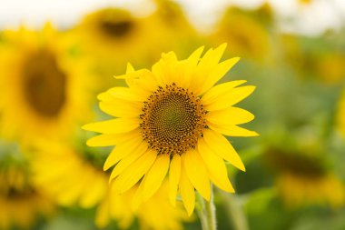 Çiçek açan ayçiçeği tarlası, gülümsemenin ve mutluluğun sembolü.