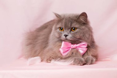 Şirin İngiliz uzun saçlı kedisi.