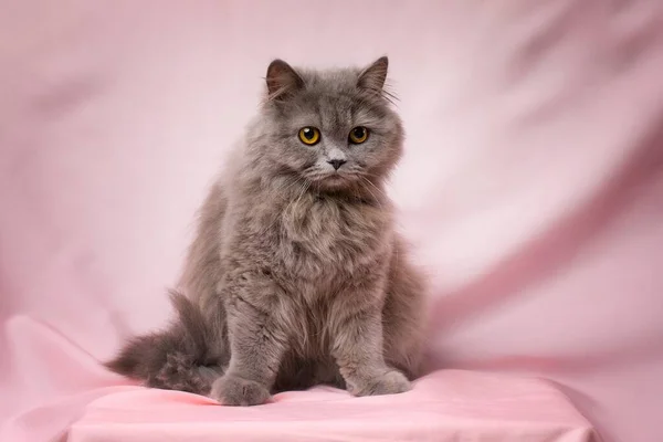 かわいいイギリスのロングヘア猫 — ストック写真