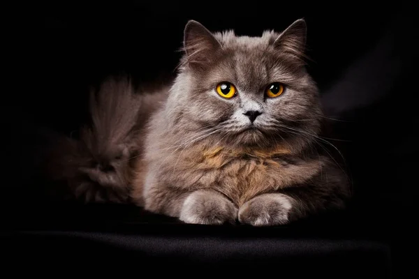 Cute British longhair cat