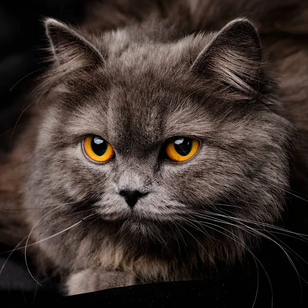 Lindo Británico Longhair Gato — Foto de Stock