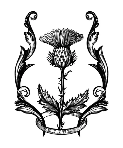 Chardon fleur dans le cadre de l'ornement.Le symbole de l'Ecosse, illustration vectorielle isolée . — Image vectorielle