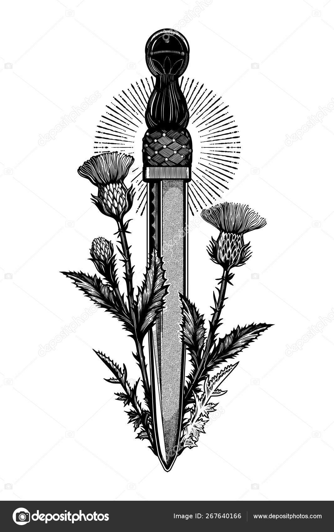 Traditional Tattoo Flash Thistle With Scotland Dagger Dirk Romantic Flesh Art Festival Poster Scotland National Symbol Of Honor And Courage Vector Illustration Isolated Stock Vector Image By C Itstatulya