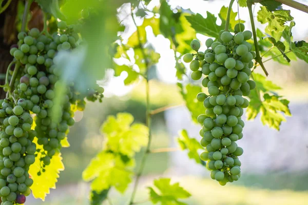 Uvas Verdes Para Vinho Uma Adega Lazise Com Efeito Sol — Fotografia de Stock