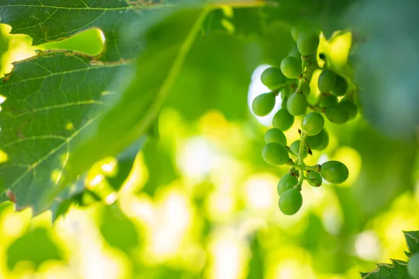 Uvas Verdes Para Vinho Uma Adega Lazise Com Efeito Sol — Fotografia de Stock
