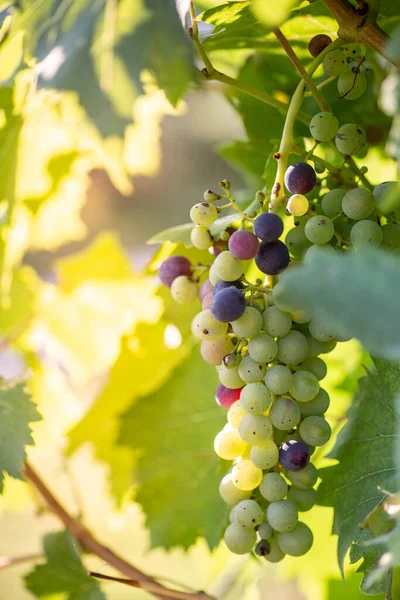 Groene Druiven Voor Wijn Een Wijnmakerij Lazise Met Zon Effect — Stockfoto