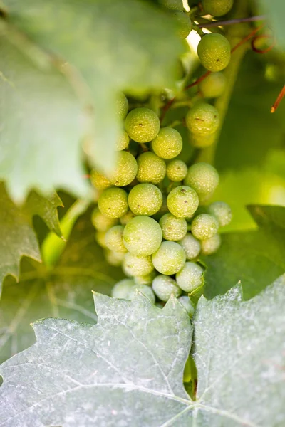 Groene Druiven Voor Wijn Een Wijnmakerij Lazise Met Zon Effect — Stockfoto