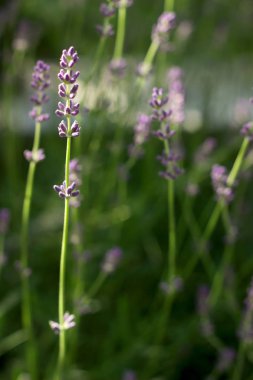 Sabah ışınlarının kokulu lavanta çiçekli veya akşam güneşi. Seçici odak.