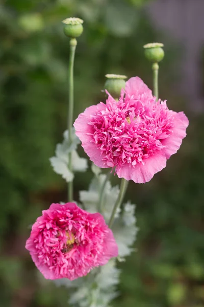 Flowers Unusual Double Pink Poppies Garden Bees Bumblebees Gathering Non — Stock Photo, Image
