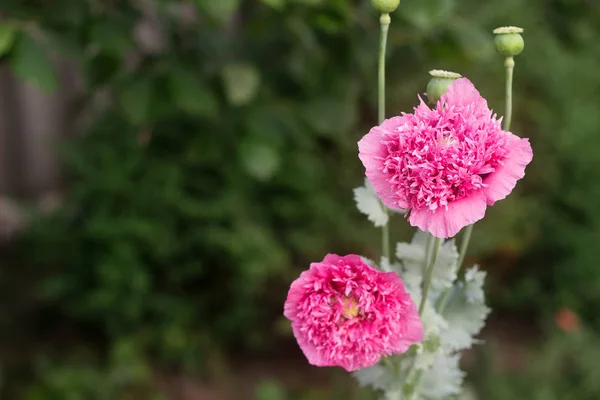 Flowers Unusual Double Pink Poppies Garden Bees Bumblebees Gathering Non — Stock Photo, Image