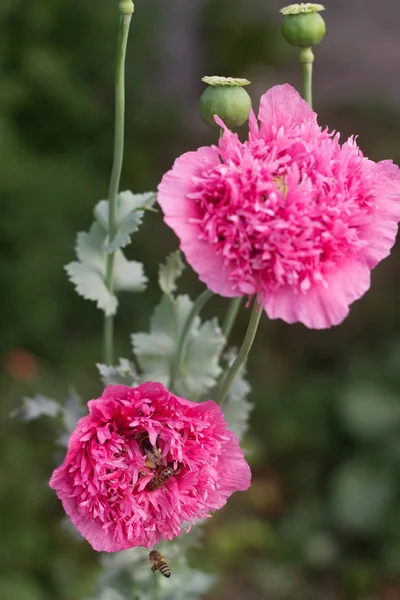 Flores Papoulas Rosa Duplo Incomum Jardim Abelhas Zangões Reunindo Não — Fotografia de Stock