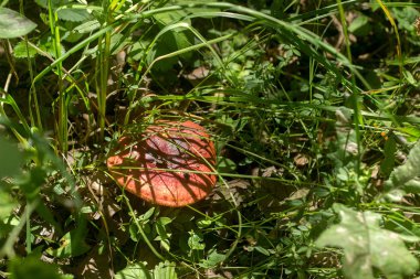 Moldova orman, Haziran 2018 yılında güneşli bir çayırda yaz mantar.