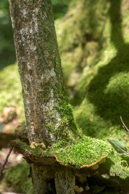 Moldova orman, Haziran 2018 yılında güneşli bir çayırda yaz mantar.