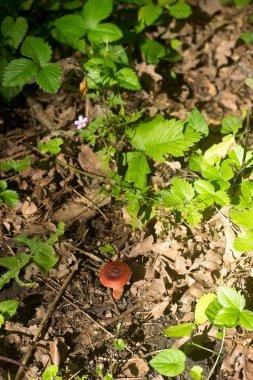 Moldova orman, Haziran 2018 yılında güneşli bir çayırda yaz mantar.
