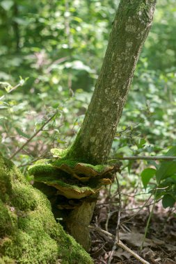 Moldova orman, Haziran 2018 yılında güneşli bir çayırda yaz mantar.