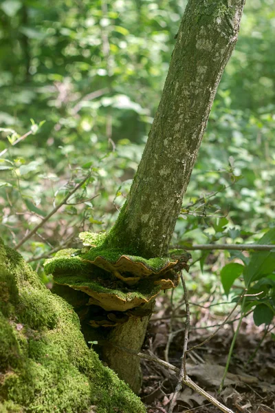Moldova orman, Haziran 2018 yılında güneşli bir çayırda yaz mantar.