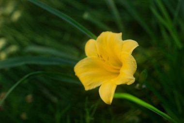 Olağandışı sarı mini daylilies çiçek açan, eve çiçek yatağı üzerinde büyüdü. Seçici odak.