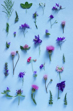 Açık mavi arka planı olarak çeşitli kır çiçekleri kompozisyon. Seçici odak.