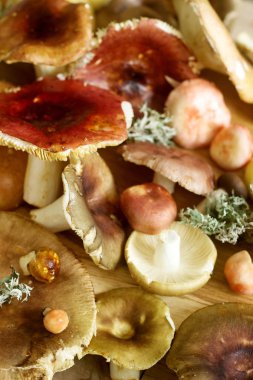 Mantar çeşitli türleri, şekil ve bir ahşap yüzey renkleri. Seçici odak.