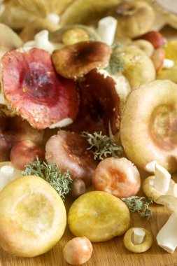 Mantar çeşitli türleri, şekil ve bir ahşap yüzey renkleri. Seçici odak.