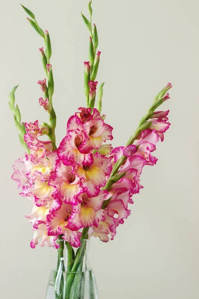 Bukett Flerfärgad Gladioli Glasvas Ljus Bakgrund Gratulationskort Selektivt Fokus — Stockfoto