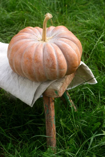 Ripe pumpkin on a wooden bench on a background of green grass. Stock Picture