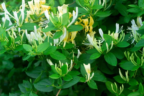 Ветви Цветущей Желтой Белой Жимолости Саду Селективный Фокус — стоковое фото