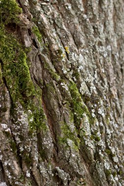 Kırık ahşap kabuk desenle yosun kaplı. Sonbahar.