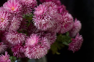 Karanlık bir arka plan üzerinde Lila kasımpatı sonbahar buket.