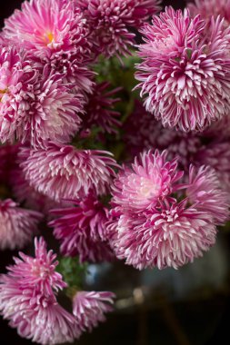 Koyu arkaplanda bir demet leylak kasımpatısı. Seçici odak.