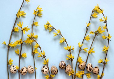 Üzerinde mavi bir arka plan bahar bileşimi hor çiçeği ve Bıldırcın yumurta. Seçici odak.