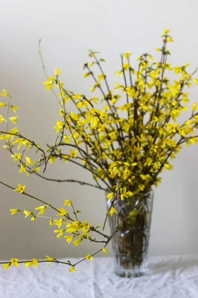 Forsythia bouquet in un vaso di cristallo sullo sfondo di una parete leggera . — Foto Stock