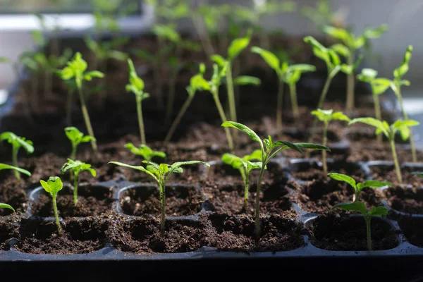 Bandeja con brotes de tomate jóvenes en el alféizar de la ventana. Cultivo de plántulas en casa . — Foto de Stock