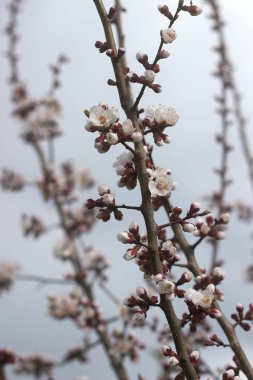 Mavi gökyüzüne karşı çiçekler ve tomurcuklar ile kayısı dalları.
