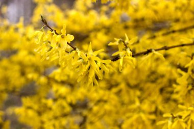 Bahar konsepti, gökyüzüne karşı çiçekleme Forsythia dalları.